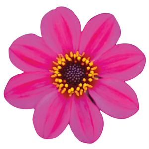 Afbeelding van Ej Dahlia Purple